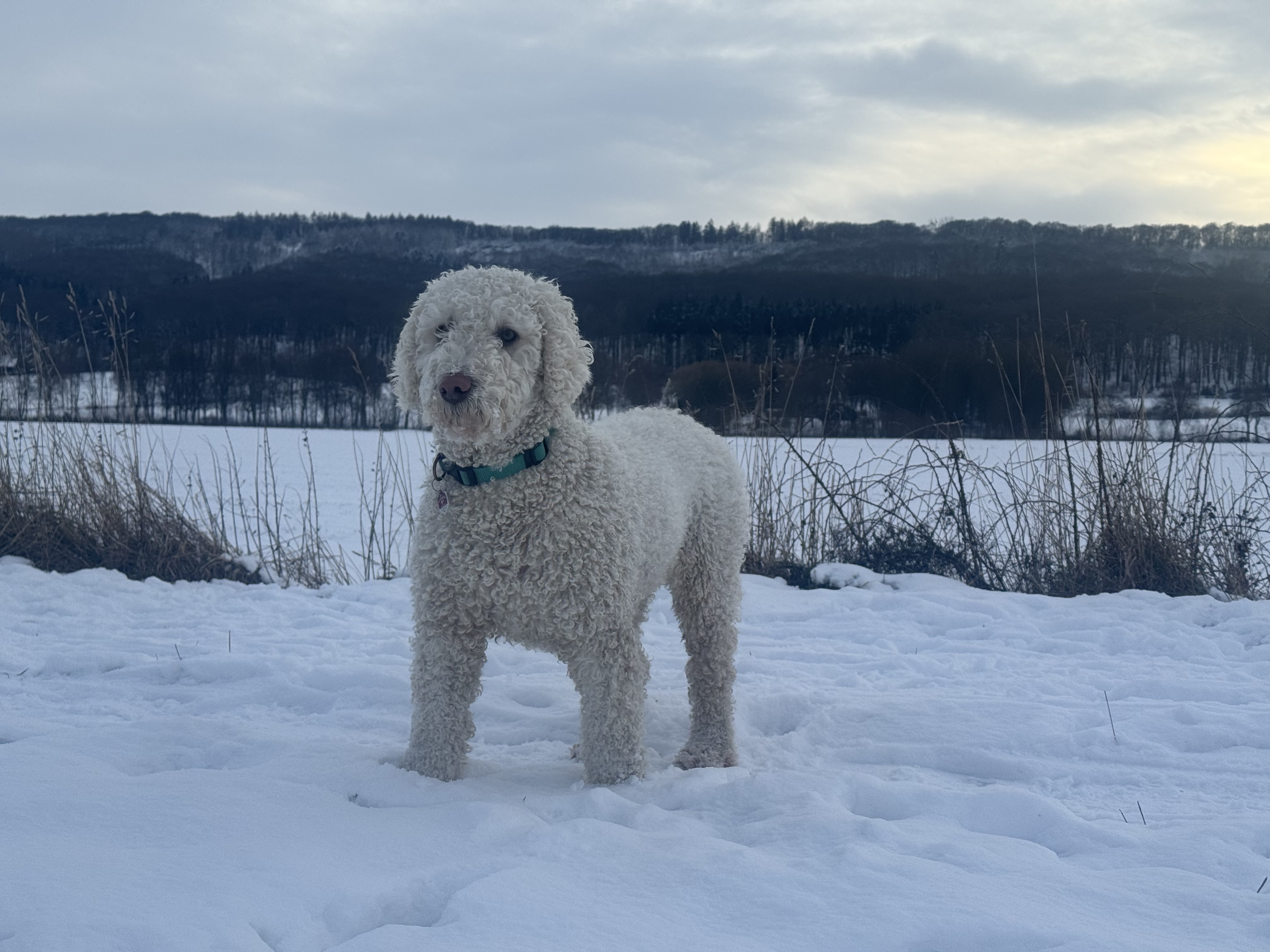 Maya, Spanischer Wasserhund (Perro de Agua Español), im Alltag – Foto 14