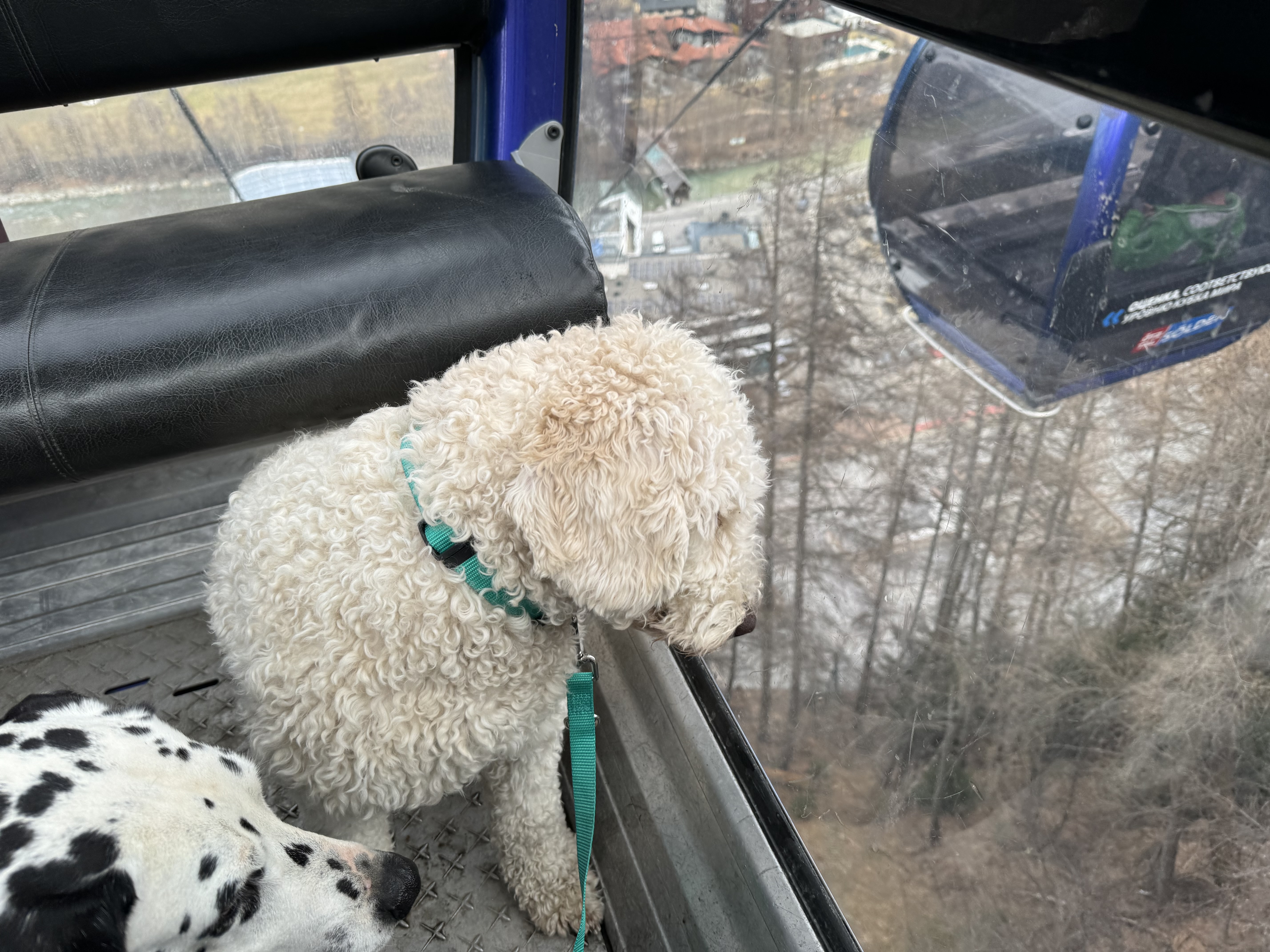Maya, Spanischer Wasserhund (Perro de Agua Español), im Alltag – Foto 17