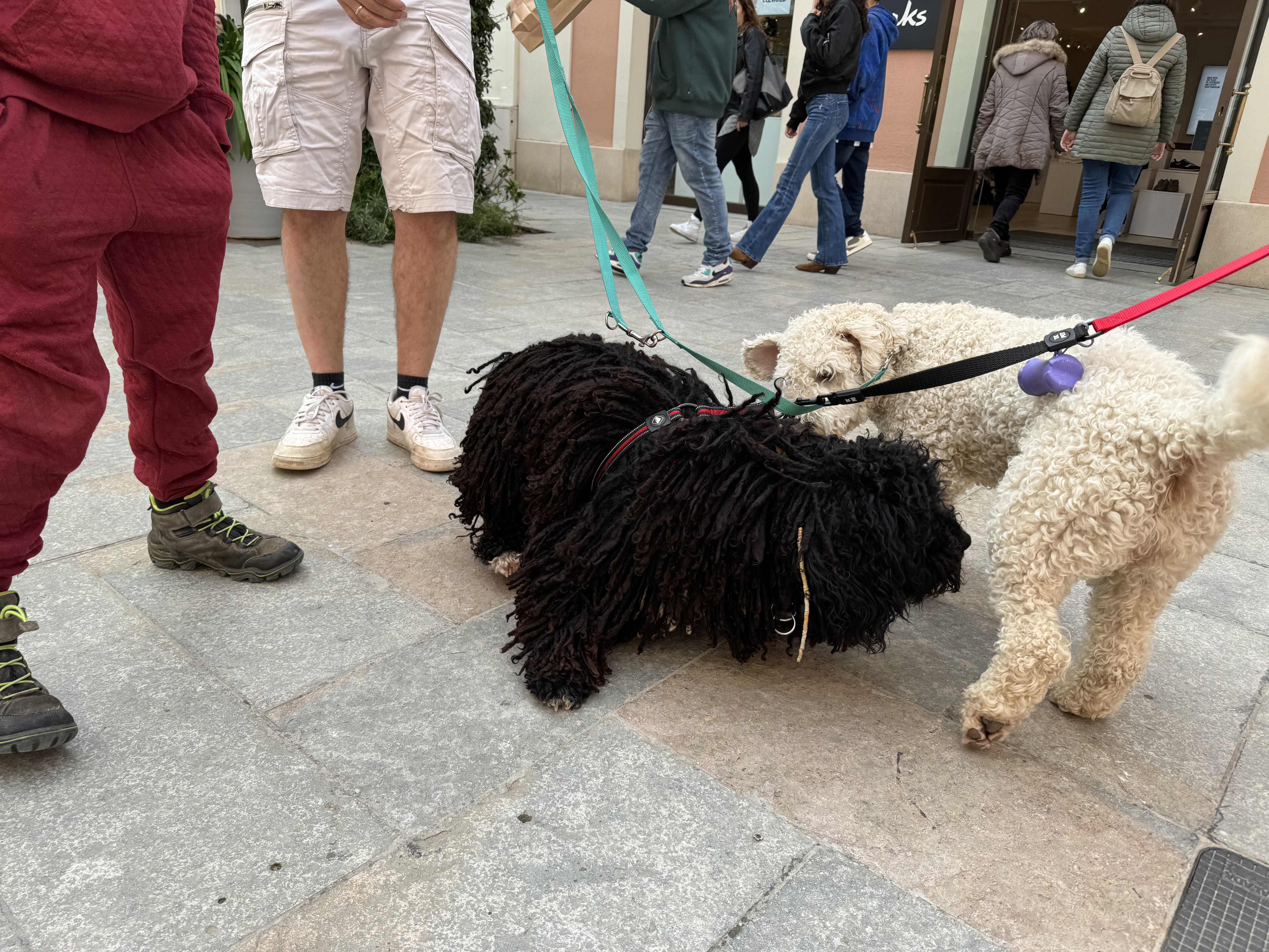 Maya, Spanischer Wasserhund (Perro de Agua Español), im Alltag – Foto 20
