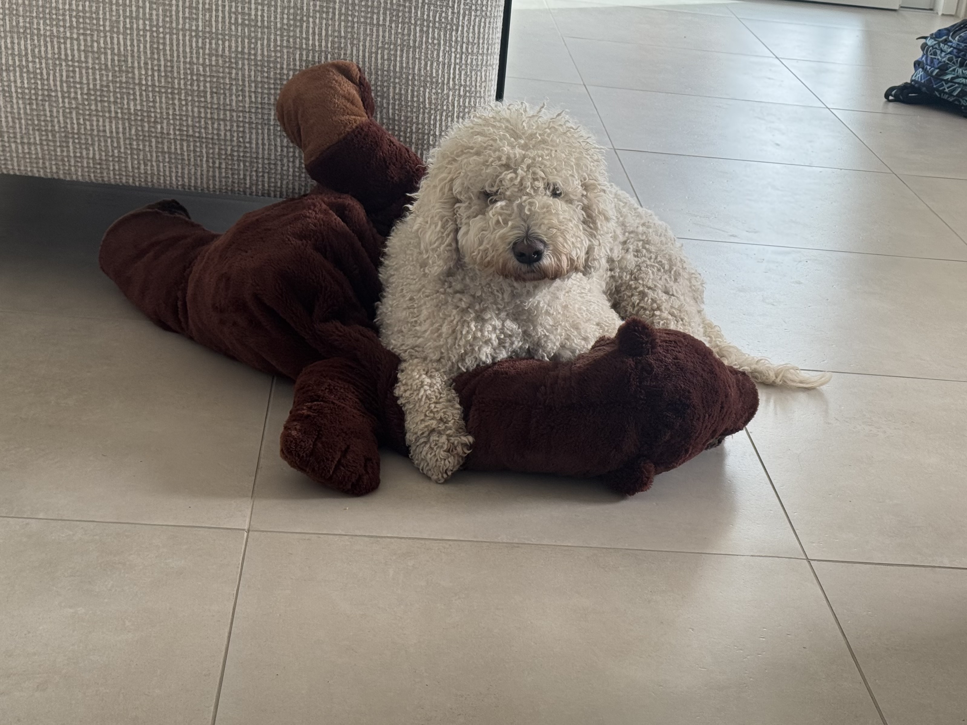 Maya, Spanischer Wasserhund (Perro de Agua Español), im Alltag – Foto 4