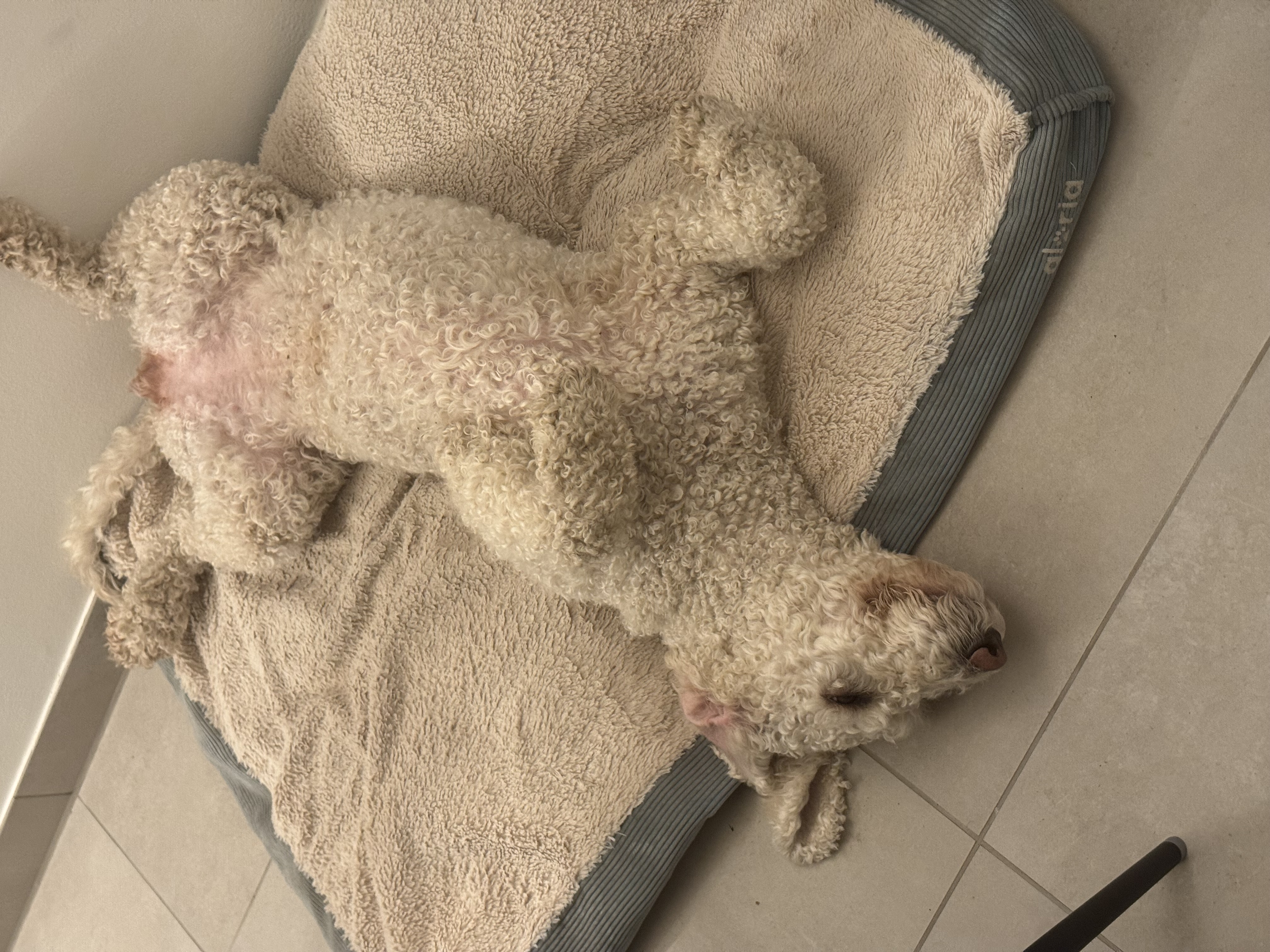 Maya, Spanischer Wasserhund (Perro de Agua Español), im Alltag – Foto 6