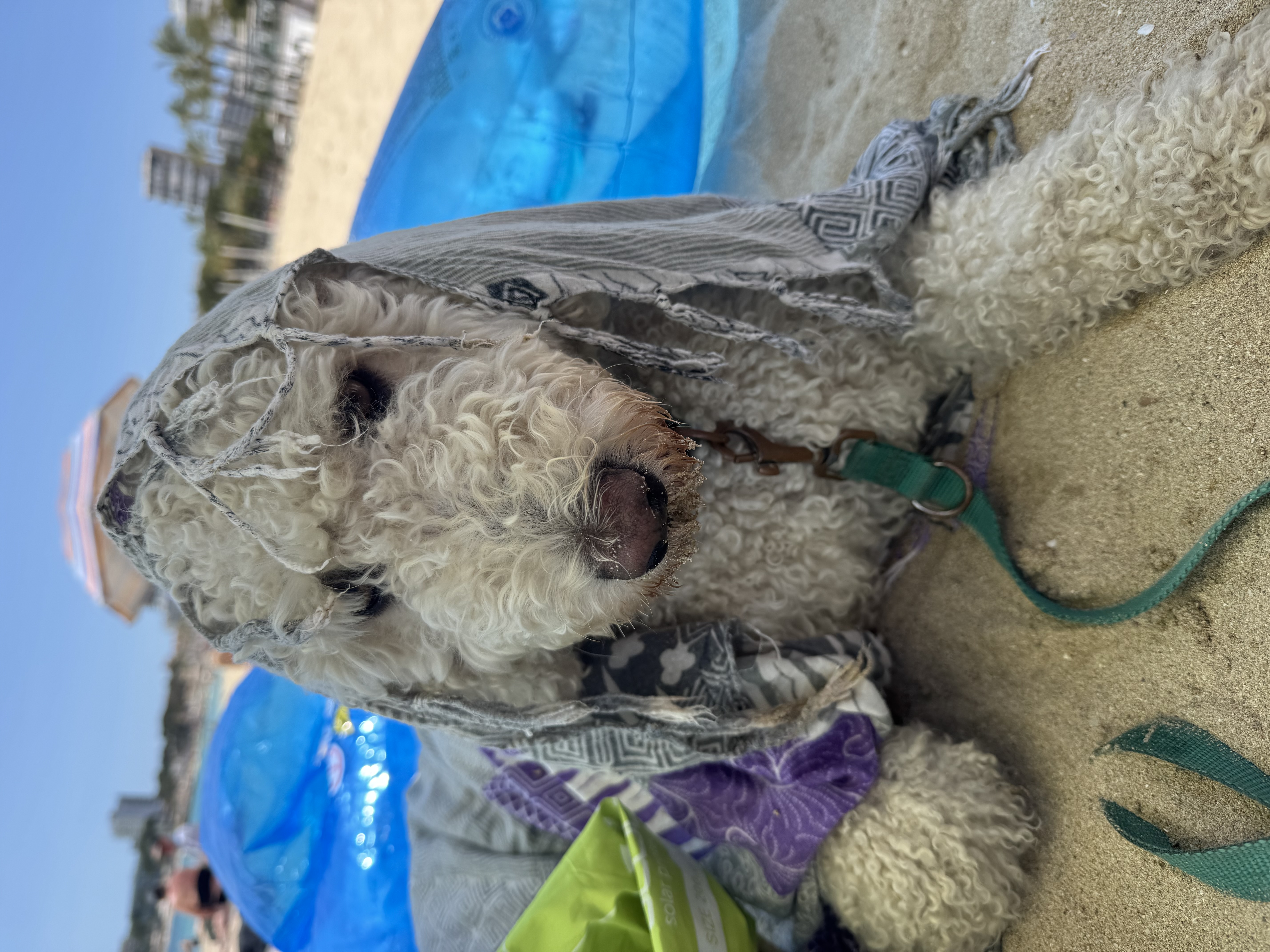 Maya, Spanischer Wasserhund (Perro de Agua Español), im Alltag – Foto 7