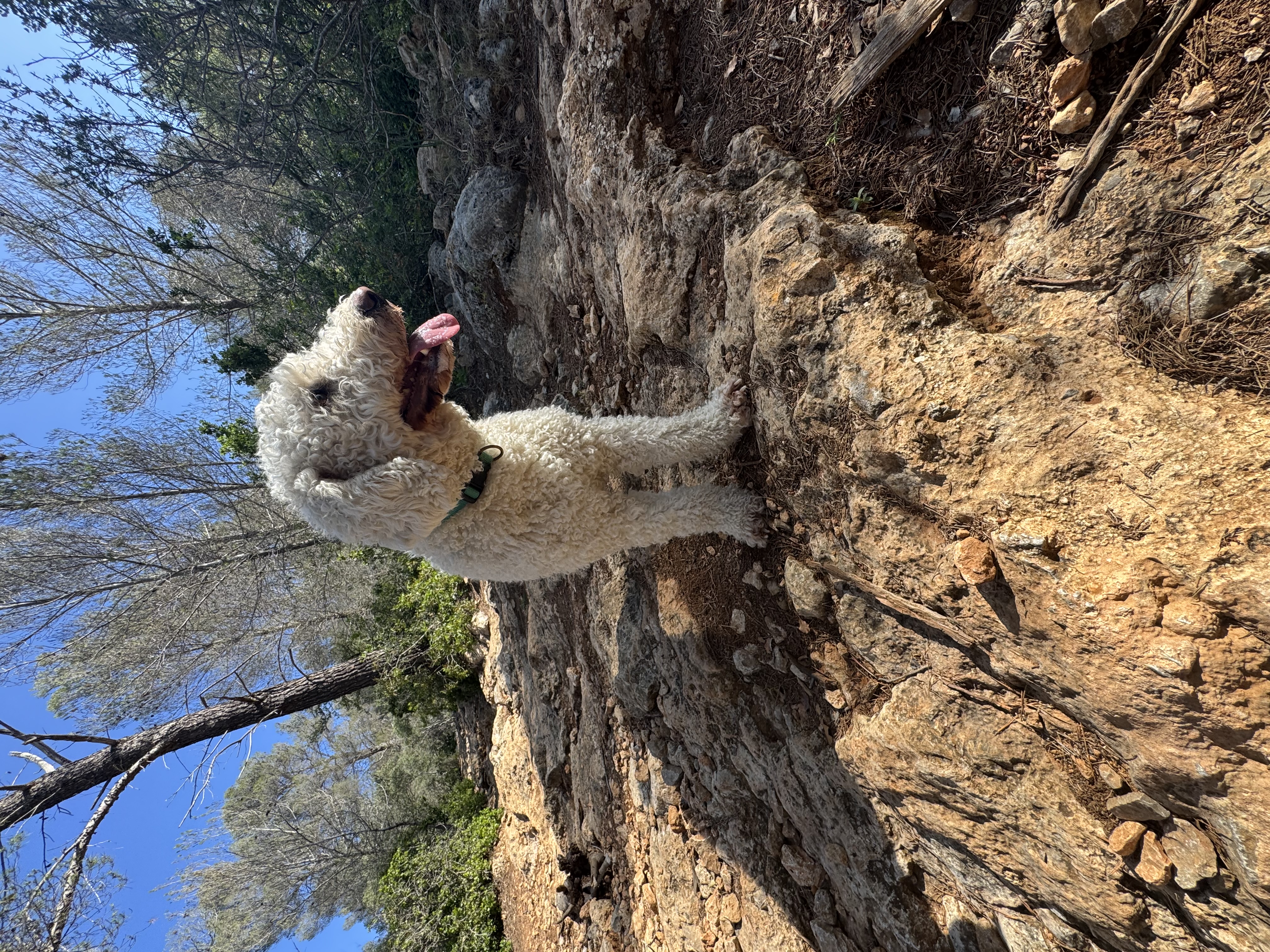 Maya, Spanischer Wasserhund (Perro de Agua Español), im Alltag – Foto 9