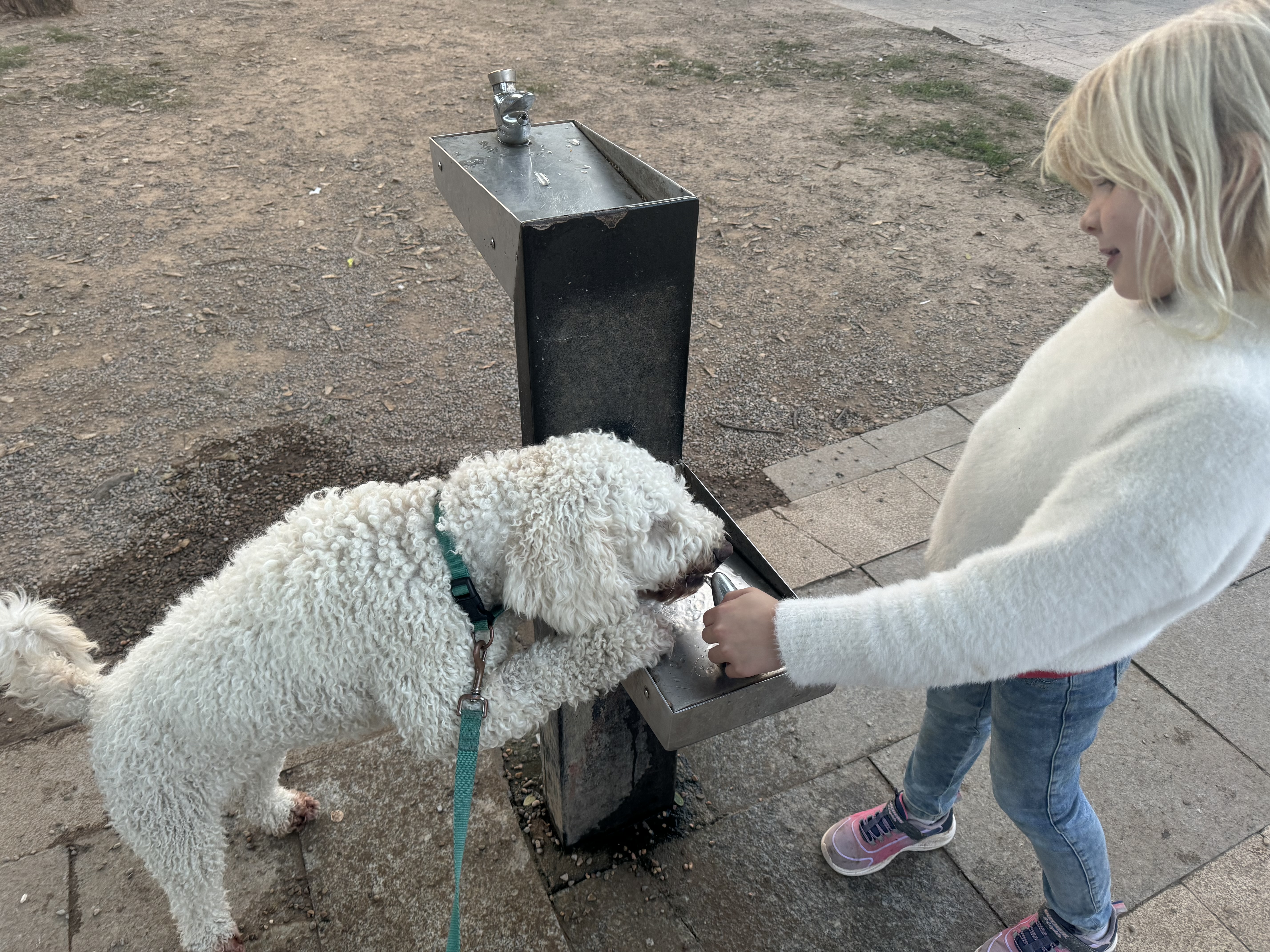 Maya, Spanischer Wasserhund (Perro de Agua Español), im Alltag – Foto 11