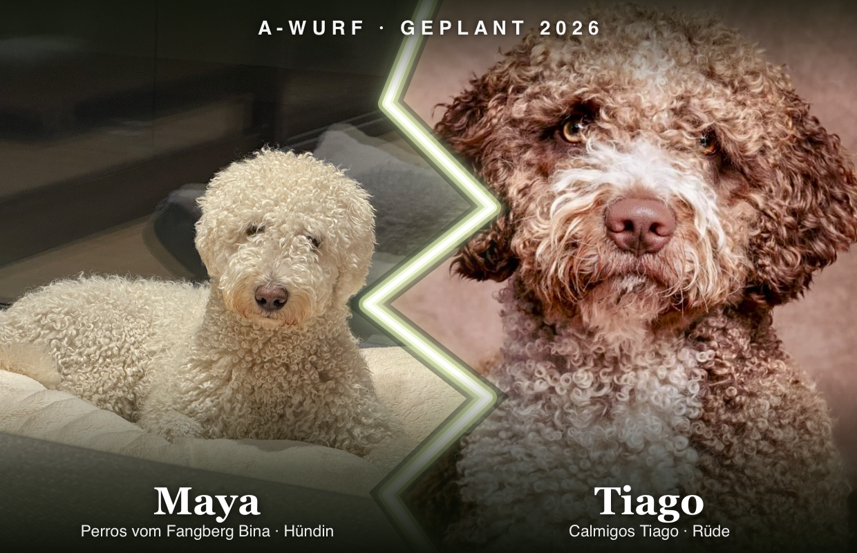 Match unserer Elterntiere: Hündin Maya (Perros vom Fangberg Bina) und Rüde Tiago (Calmigos Tiago) für den A-Wurf 2026