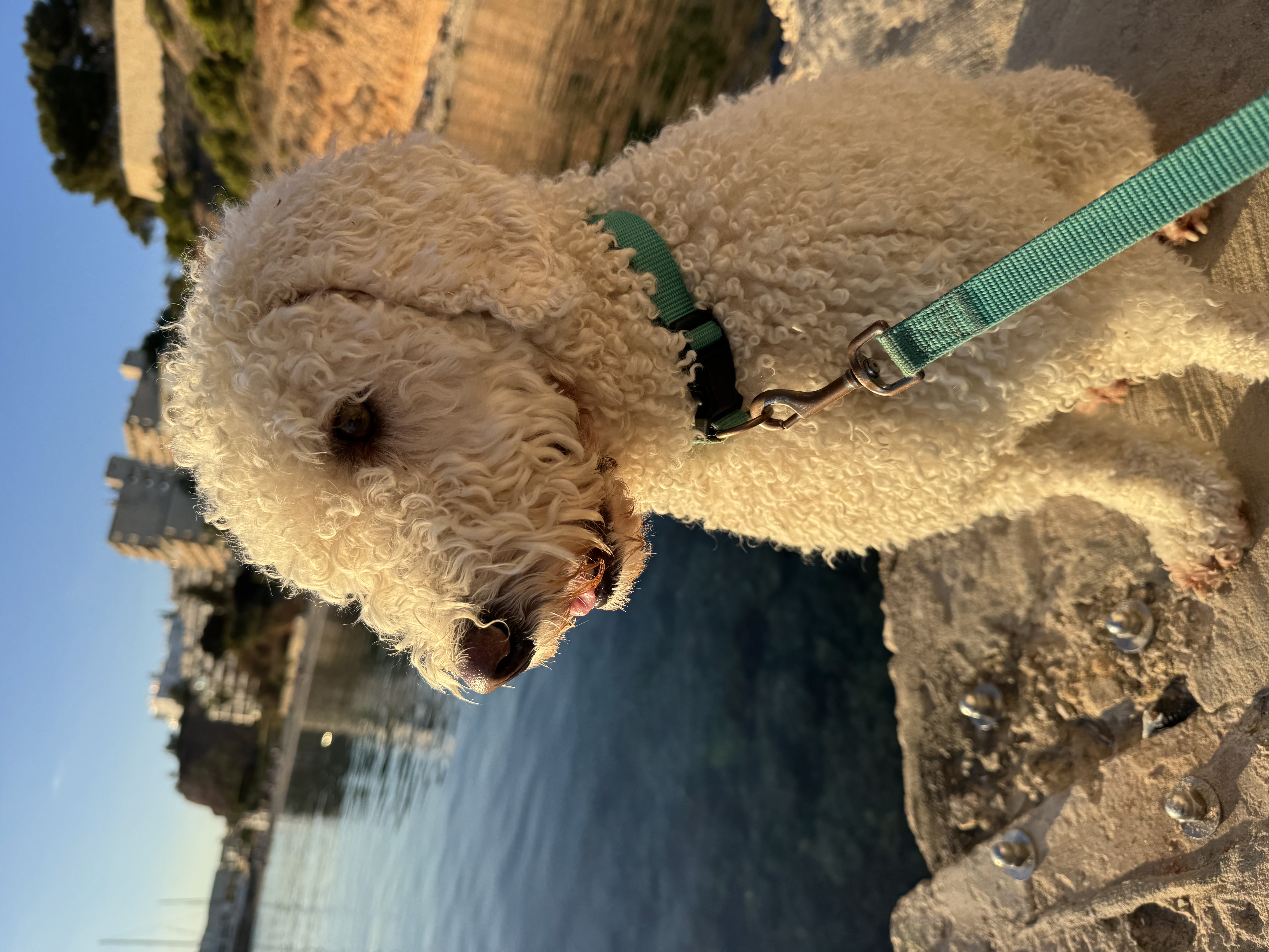 Hündin Maya (Perros vom Fangberg Bina), Spanischer Wasserhund, am Wasser sitzend