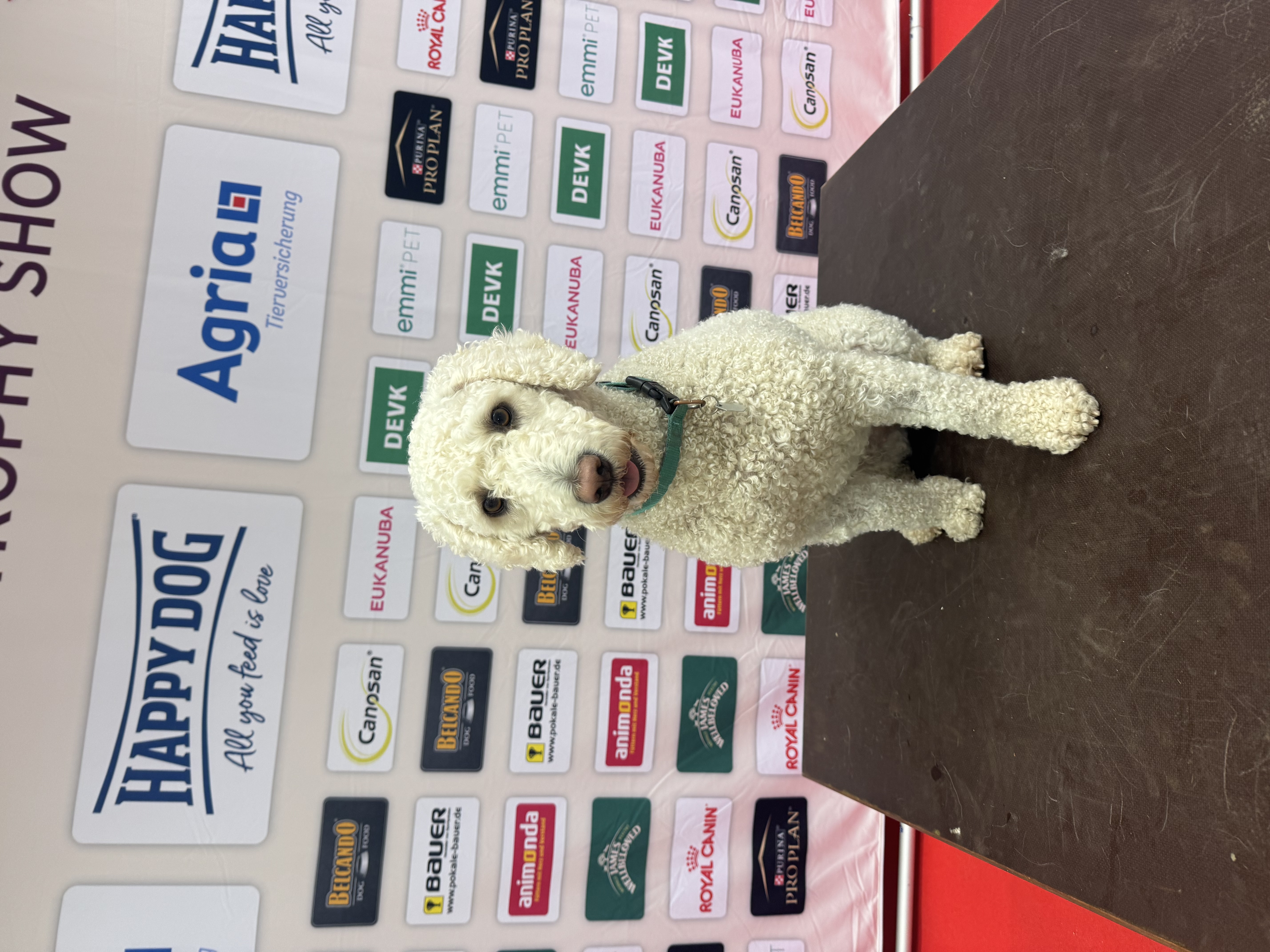 Maya (Perros vom Fangberg Bina) auf dem Richtertisch der Agria Trophy Show
