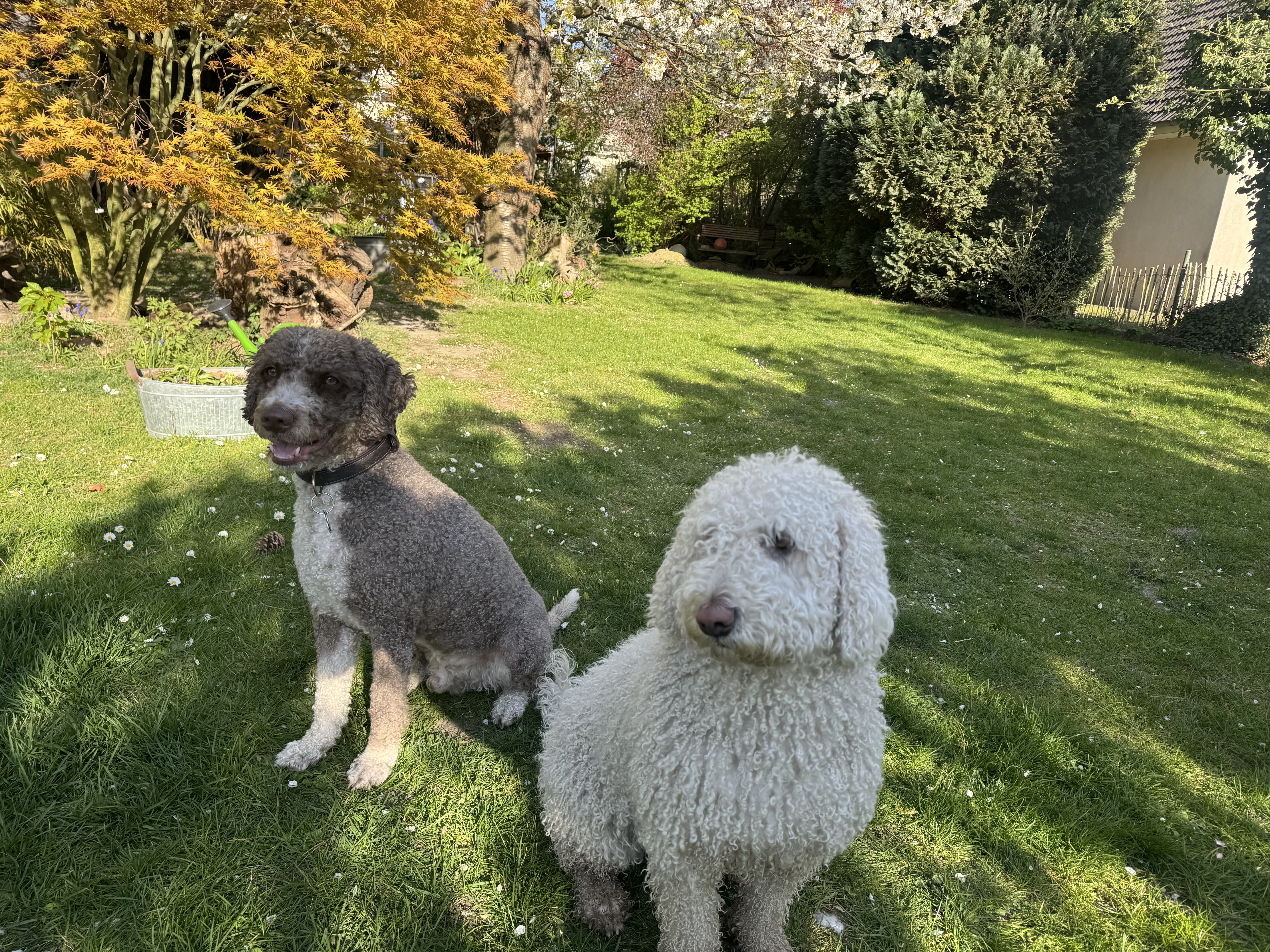 Maya, Spanischer Wasserhund (Perro de Agua Español), im Alltag – Foto 1