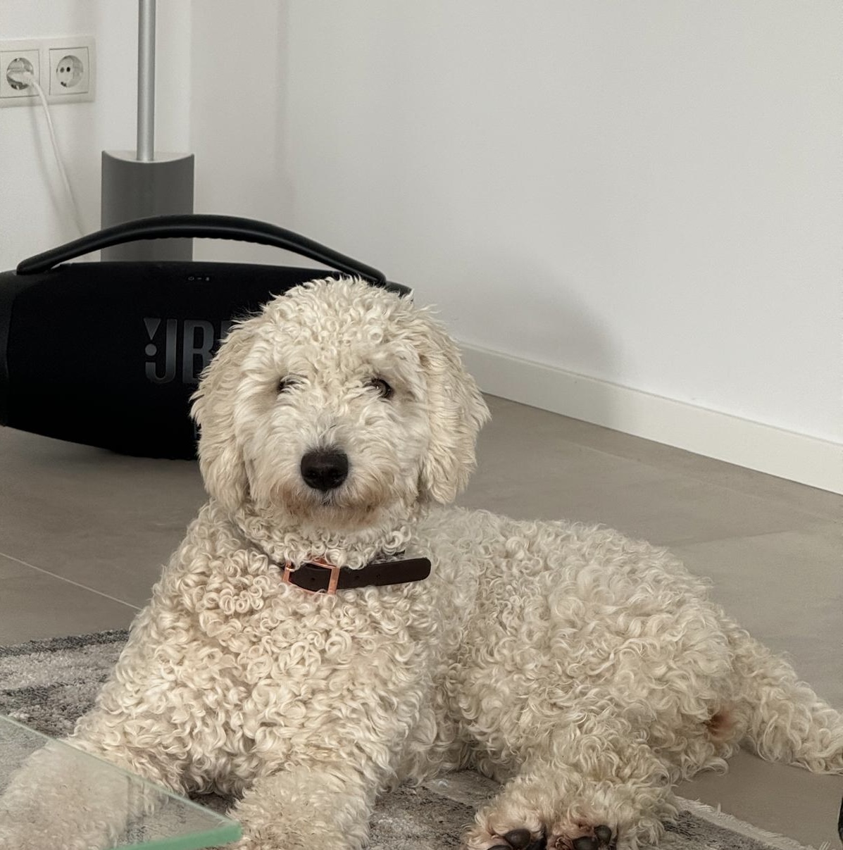 Maya, Spanischer Wasserhund (Perro de Agua Español), im Alltag – Foto 12