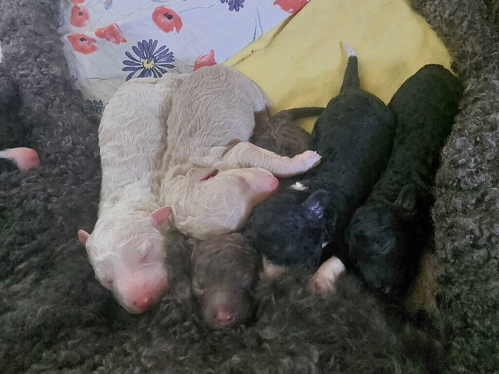 Neugeborene Perro de Agua Español Welpen in verschiedenen Farben, kuschelnd im Wurfkorb